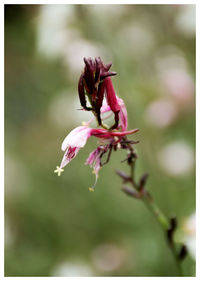 Close-up of pink flower