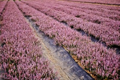 Fresh purple flowers in field