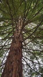 Low angle view of tree against sky