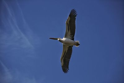 Low angle view of seagull flying