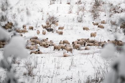 Flock of sheep on snow covered field