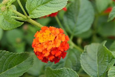 Close-up of red flowering plant