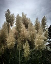 Close-up of plants on field against sky