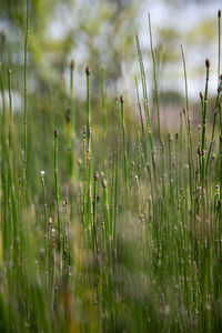 Close-up of grass on field