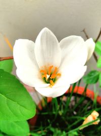 Close-up of frangipani blooming outdoors