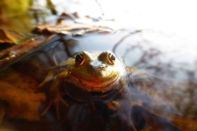 Close-up of turtle in water