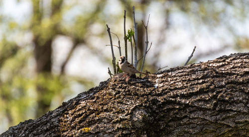 Close-up of insect on tree trunk