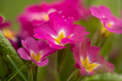 Close-up of pink flowering plant