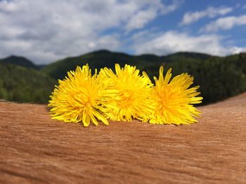 Close-up of yellow flowers