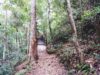 Trees in forest