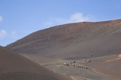 Camels on arid landscape