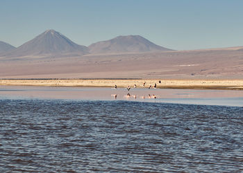 Scenic view of salt lake with flamingos in flight