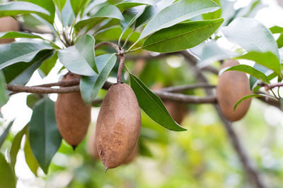Close-up of fruit growing on tree