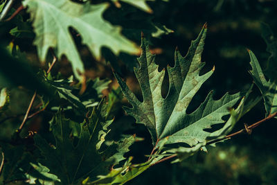 Close-up of green leaves