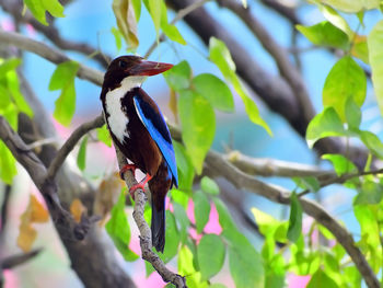 Low angle view of a bird perching on branch