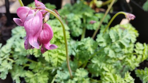 Close-up of pink flowers