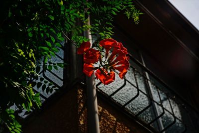 Low angle view of red flowering plant