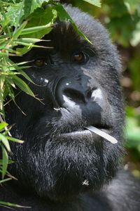 Portrait of a monkey