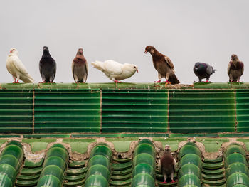 Flock of seagulls perching on a building