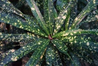 Close-up of green plant with yellow spots