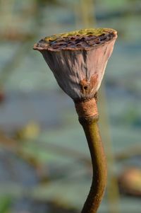 A dried lotus flower