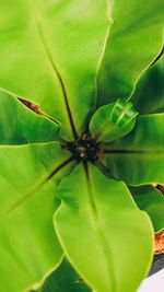 Close-up of insect on leaf