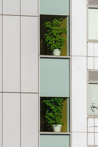 Houseplants are placed by the window of the building