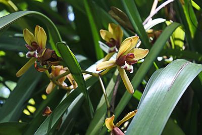 Close-up of flowering plant