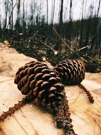 Close-up of lizard on wood