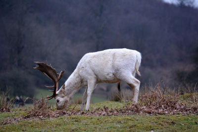 Deer standing in a field