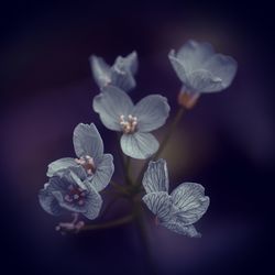 Close-up of flowers against blurred background