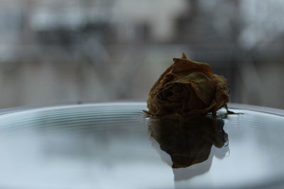 Close-up of wilted flower on table