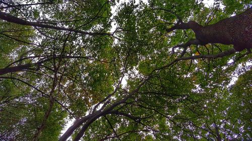 Low angle view of trees