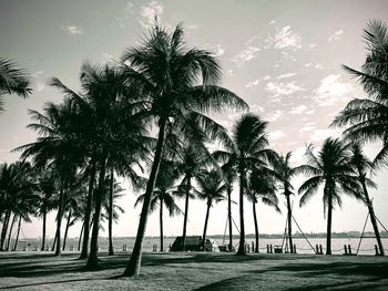 Palm trees on beach against sky