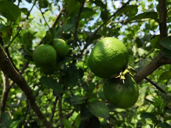 Close-up of fruits growing on tree