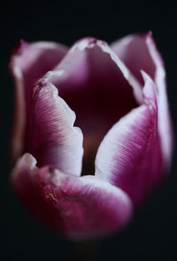 Close-up of pink rose