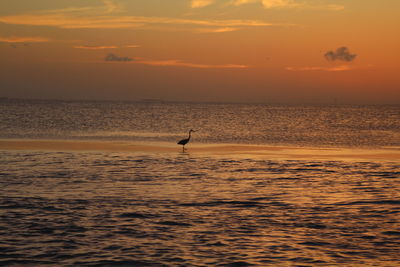 Silhouette bird in sea against sunset sky