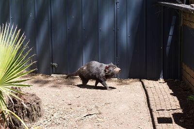 Tasmanian devil in zoo