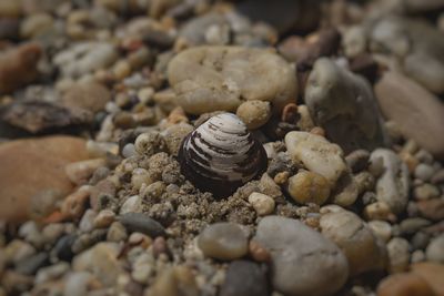 Close-up of snail on pebbles