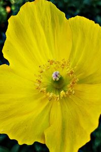 Close-up of yellow flowering plant