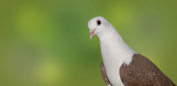 Close-up of a bird