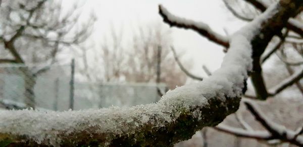 Close-up of bare tree during winter