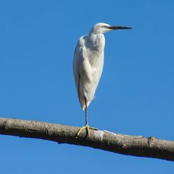 Low angle view of egret perching on branch against clear blue sky