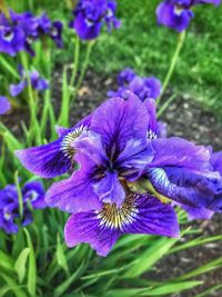 Close-up of purple iris blooming outdoors