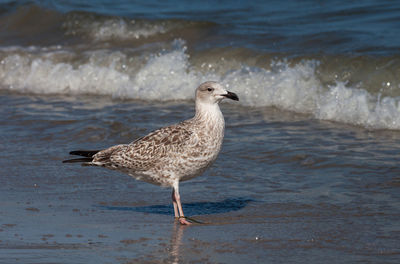 Seagull perching on beach