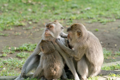 Monkey macaque in the rain forest. monkeys in the natural environment.  long-tailed macaques, 