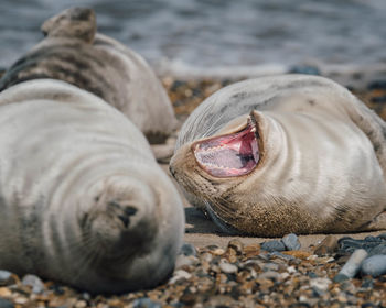 View of seals on beach