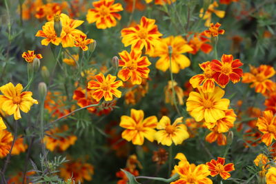 High angle view of orange flowering plants