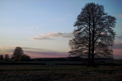 Silhouette bare tree on field against sky during sunset