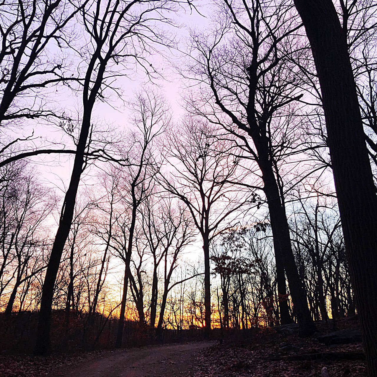 SILHOUETTE OF BARE TREES ON FIELD